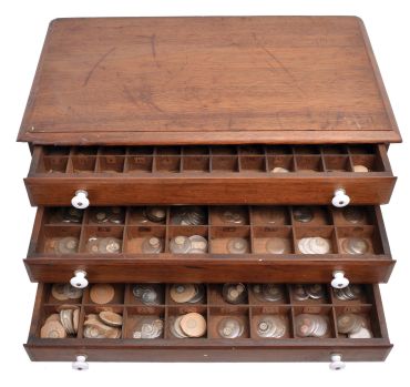 Watchmakers 7 drawer crystal cabinet in walnut with porcelain knobs, containing open face and hunting case crystals ranging in size from15 - 21