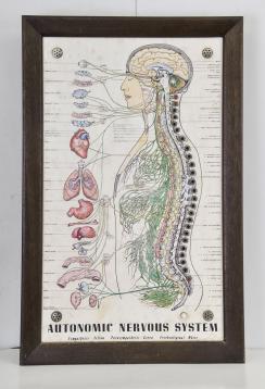 A.C. Gilbert Co., New Haven, Conn., "Model No. 12 1/2" erector set, builds walking robot, etc., including clock works, electric motor and instructions, all contained in red painted box and an illuminated Autonomic Nervous System teaching aid with buttons that when depressed darken the organ related to the nerve channel